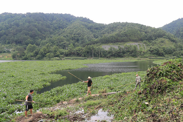 河道 打捞 水葫芦 处置 蔓延 保护 水环境

