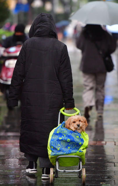 下雪 低温雨雪 寒潮大风 长沙 银杏叶 红枫 冬季
