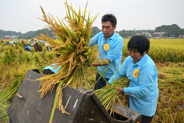收割 水稻 长沙县 丰收 农作物 田间