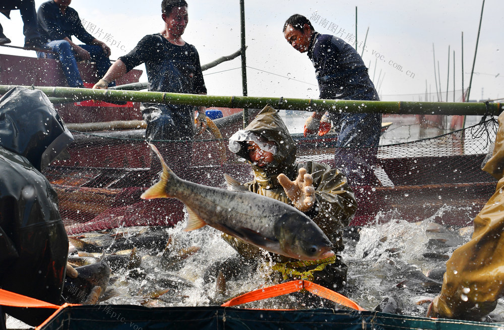  Zhongzhou Fishing Ground, Yueyang County, fisherman fishing 