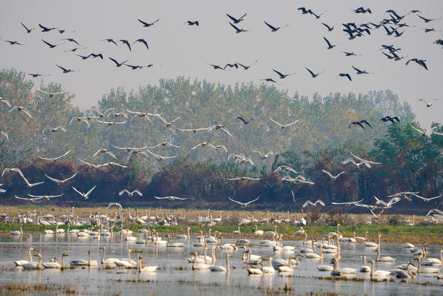 东古湖 湿地 天鹅湖 管理区 小天鹅 越冬 候鸟 洞庭湖 自然 栖息地