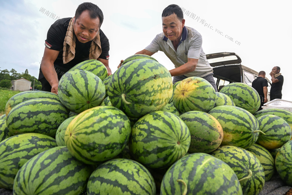 产业振兴 地理环境 特色农业 西瓜 甜瓜 陈北塘村 