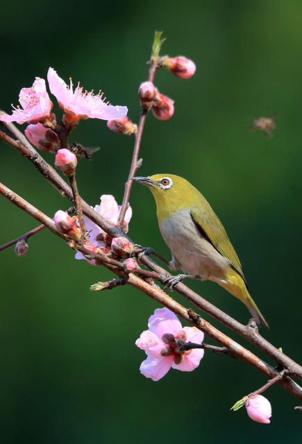 五星村 绣眼鸟 桃花树 樱花树 春天 生机