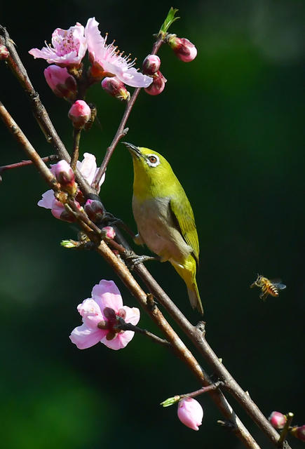 五星村 绣眼鸟 桃花树 樱花树 春天 生机