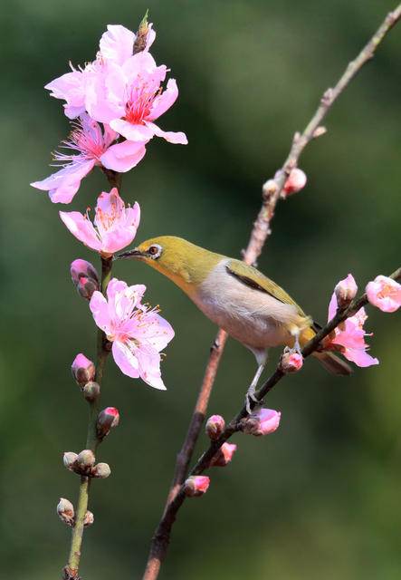 五星村 绣眼鸟 桃花树 樱花树 春天 生机