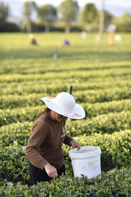 金井镇 三棵树茶园 清明茶 金井茶叶 茶农 生态茶园 采摘 丰收 春茶