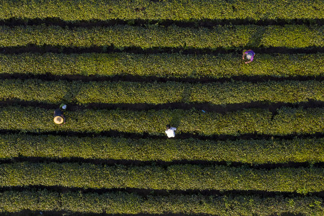 金井镇 三棵树茶园 清明茶 金井茶叶 茶农 生态茶园 采摘 丰收 春茶