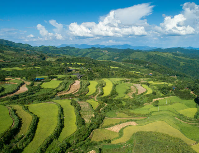 乡村振兴 半界村 油茶 葡萄园 生态 贫困户 梯田 玉米 