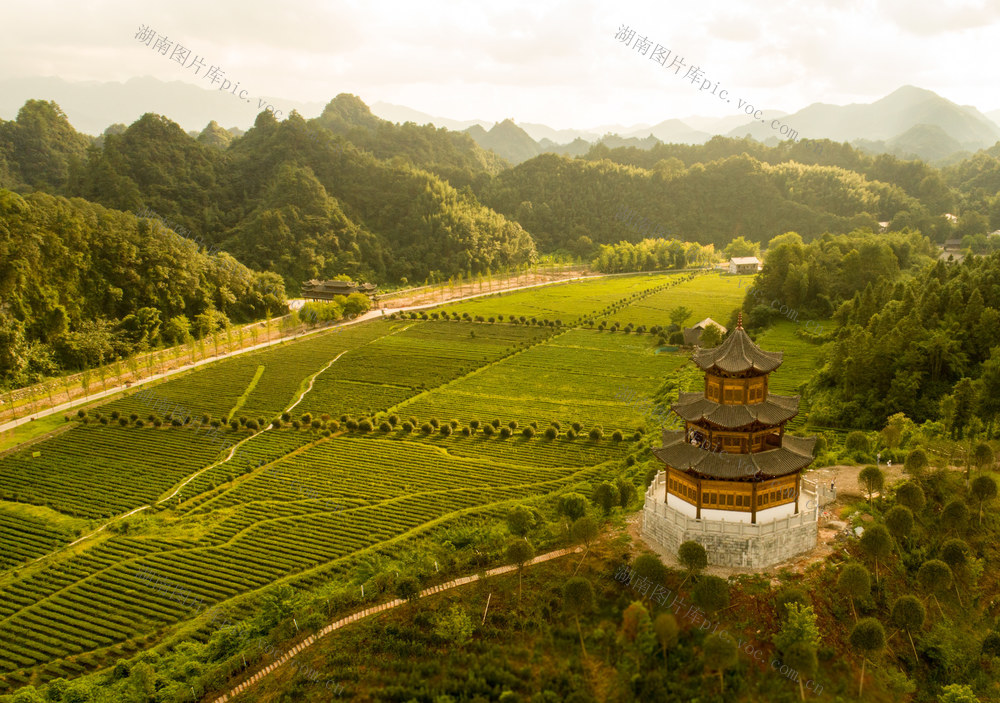 界亭驿村 胜利乡村 茶园 水果采摘 游步道 美丽乡村 