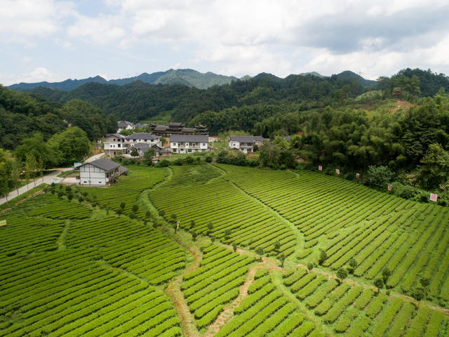 界亭驿村 胜利乡村 茶园 水果采摘 游步道 美丽乡村 