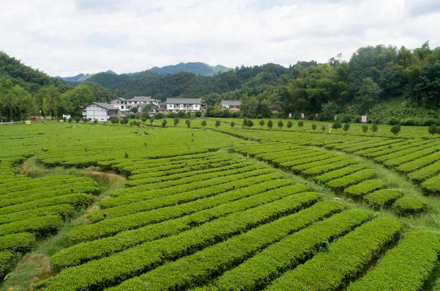 界亭驿村 胜利乡村 茶园 水果采摘 游步道 美丽乡村 