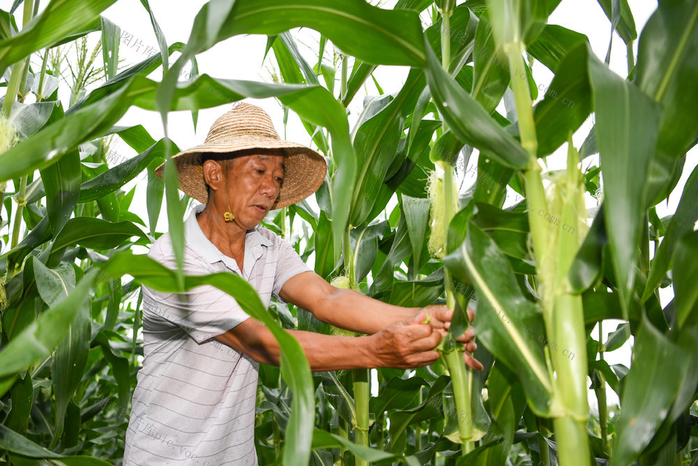 乡村振兴 晓夏街村 玉米 扶贫 农田