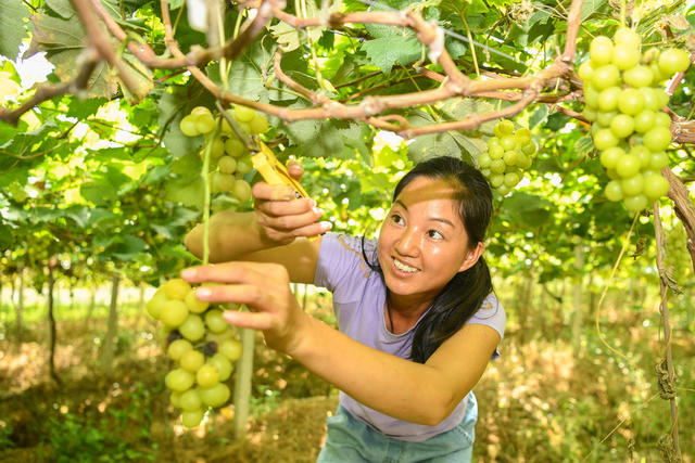  Revitalizing ecological agriculture in the countryside, vineyard life 