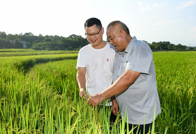 临澧县 水稻 蜂蛙灯 生态水稻  绿色高产栽培 稻田 