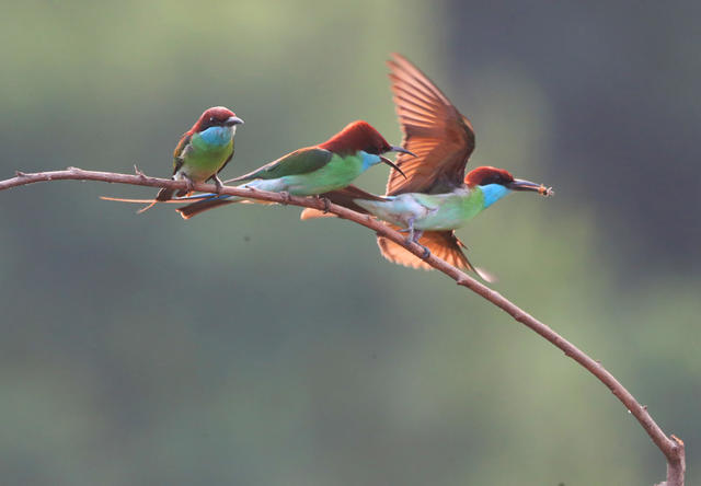 蓝喉蜂虎 衡东 山林 生态 繁育