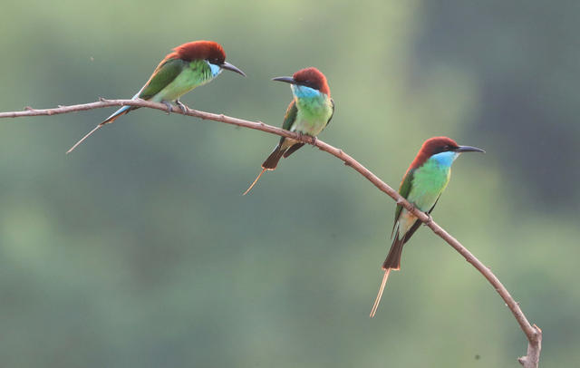 蓝喉蜂虎 衡东 山林 生态 繁育