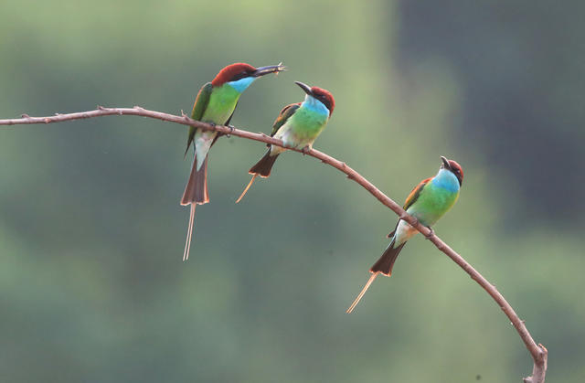 蓝喉蜂虎 衡东 山林 生态 繁育