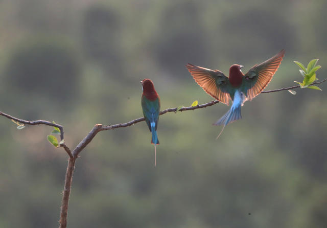 蓝喉蜂虎 衡东 山林 生态 繁育