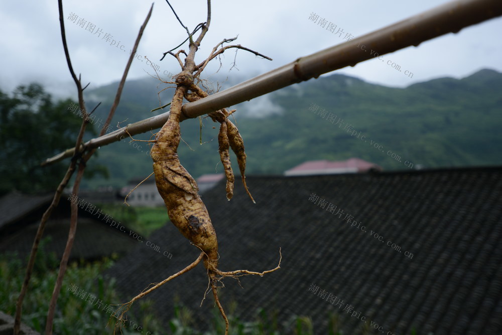 中草药 野生 人工培植  药典