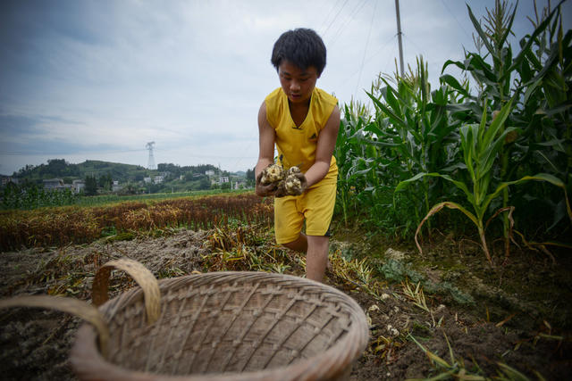 中草药 野生 人工培植 药典