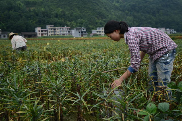 中草药 野生 人工培植 药典