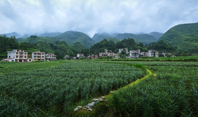 中草药 野生 人工培植 药典