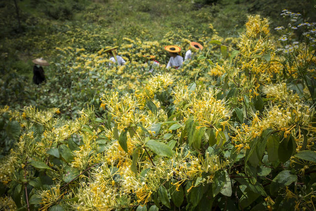 中草药 野生 人工培植 药典