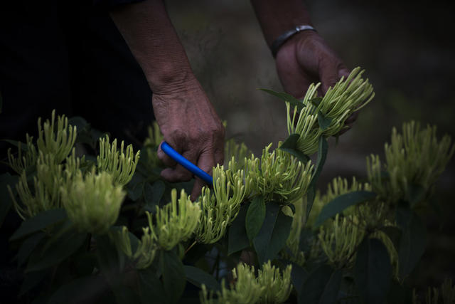 中草药 野生 人工培植 药典
