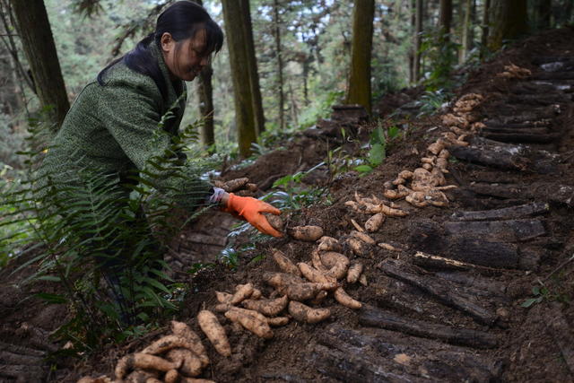 中草药 野生 人工培植 药典