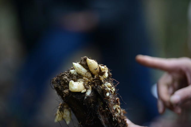 中草药 野生 人工培植 药典