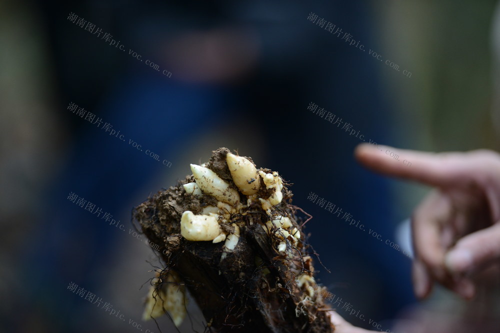 中草药 野生 人工培植 药典