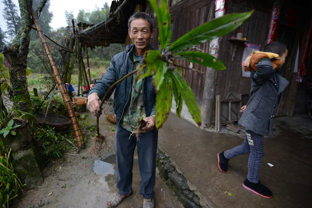 中草药 野生 人工培植 药典