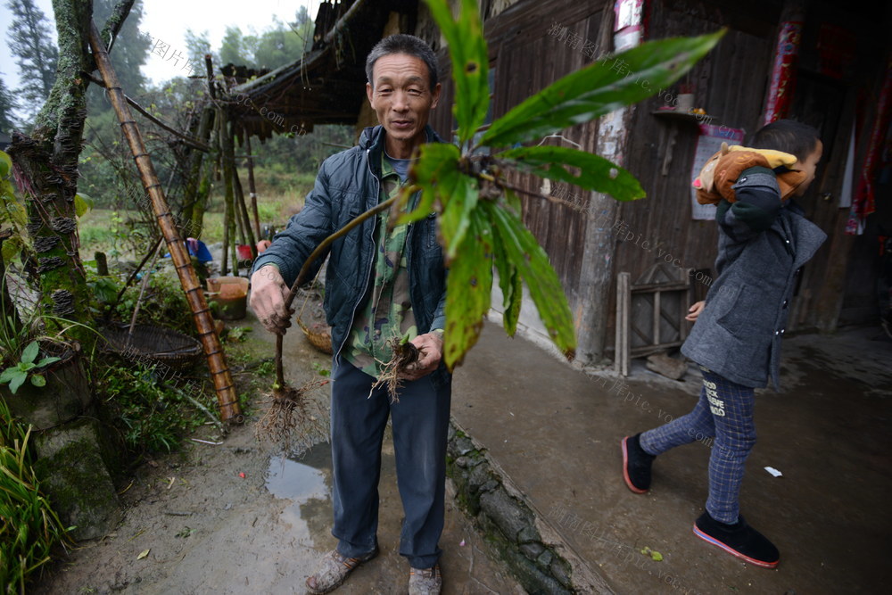 中草药 野生 人工培植 药典