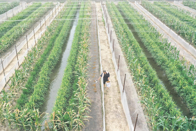 农业   种植业  养殖业   水稻  青蛙  稻蛙共养  村民增收