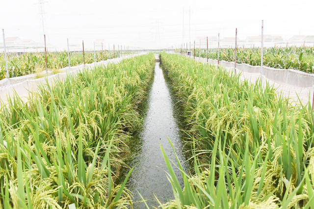 农业   种植业  养殖业   水稻  青蛙  稻蛙共养  村民增收