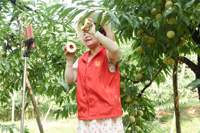 三农  山区  特色种植  脆蜜桃  直播销售  助农增收