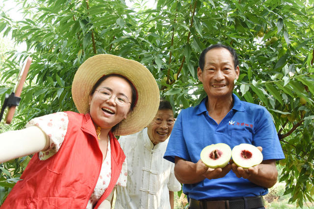 三农  山区  特色种植  脆蜜桃  直播销售  助农增收