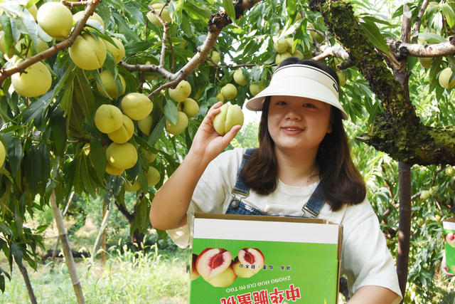 三农  山区  特色种植  脆蜜桃  直播销售  助农增收