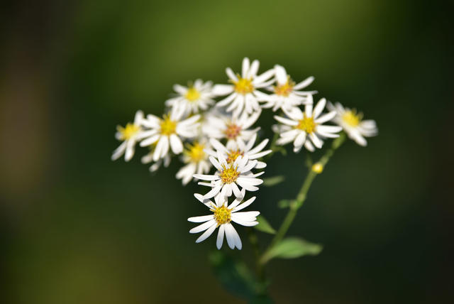 花草的春天