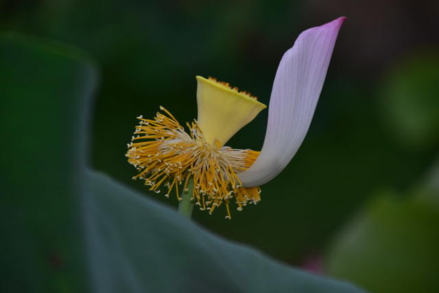 荷花  莲花