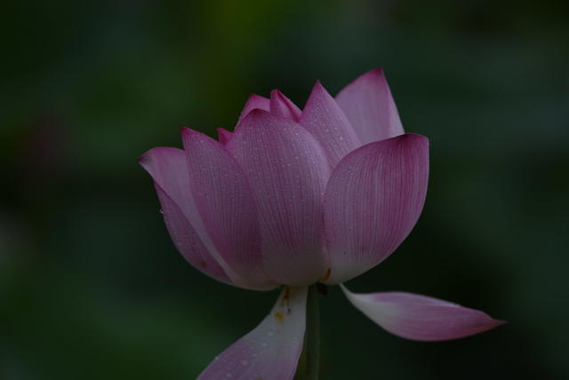 荷花  莲花