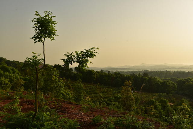 树   风景