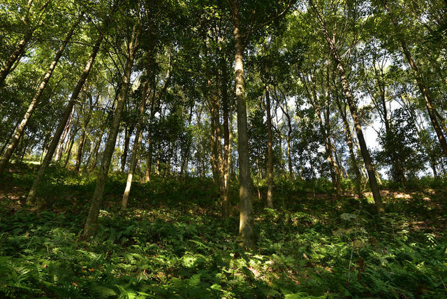 树   风景