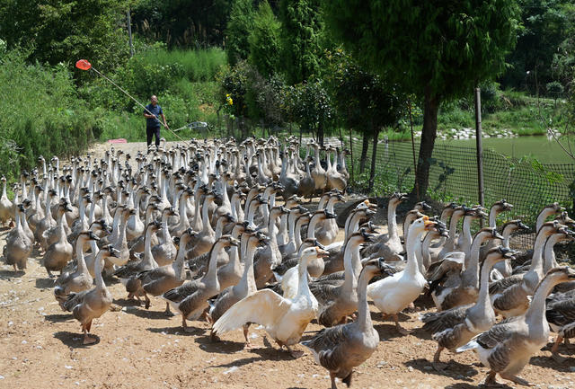 武冈铜鹅 传统产业 农村 养殖 放养 