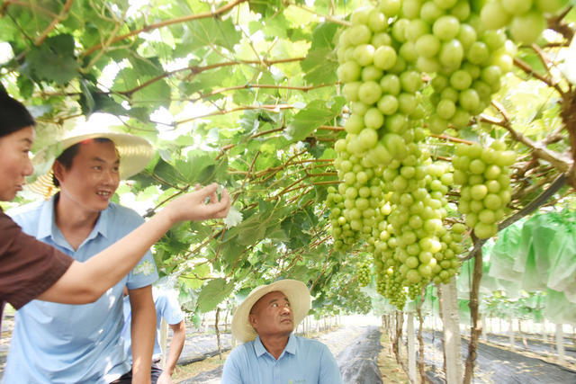 经济  农业农村  种植业  葡萄  阳光玫瑰  葡萄节