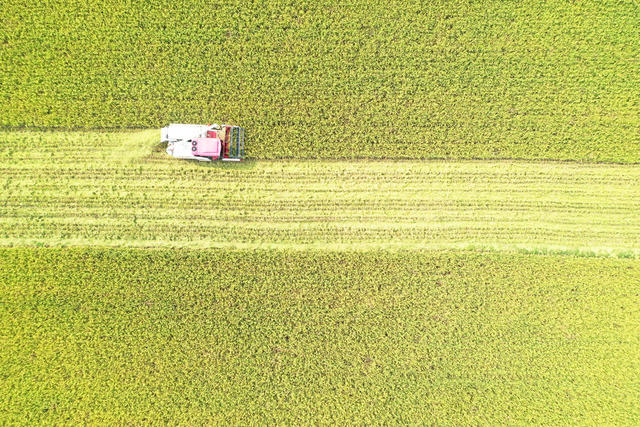 农业  粮食生产  中稻蓄再生  种粮大户  收割机  机收服务