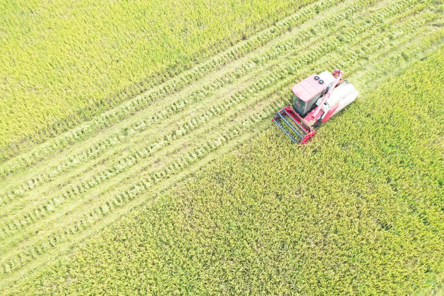 农业  粮食生产  中稻蓄再生  种粮大户  收割机  机收服务