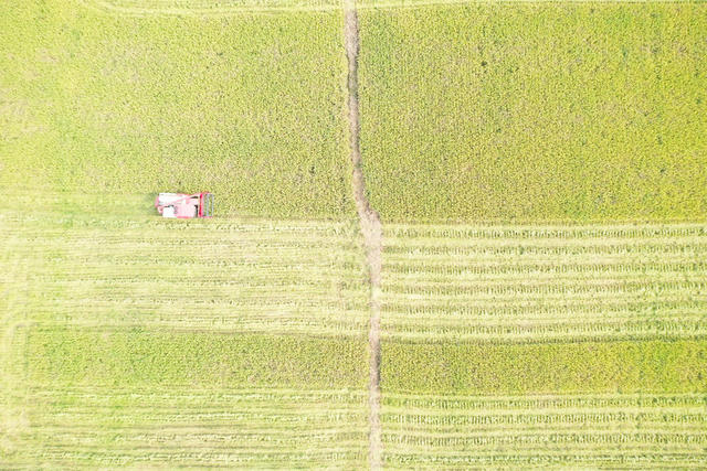 农业  粮食生产  中稻蓄再生  种粮大户  收割机  机收服务