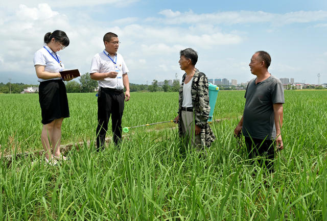 纪检监察 深入基层 为民解困  三湘护农 农村 水稻 稻谷