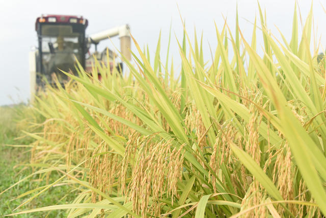 二十四节气；立秋；农业生产；中稻收割；收割机。